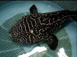 Zebra toad fish