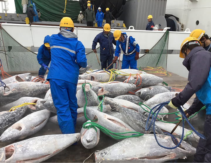 冷凍マグロ輸入事業の様子